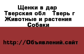 Щенки в дар! - Тверская обл., Тверь г. Животные и растения » Собаки   